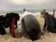 Rescatadas nueve ballenas varadas en una playa de Nueva Zelanda