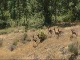 Identificada la bacteria responsable de las muertes de ciervos en Castilla León