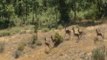 Identificada la bacteria responsable de las muertes de ciervos en Castilla León