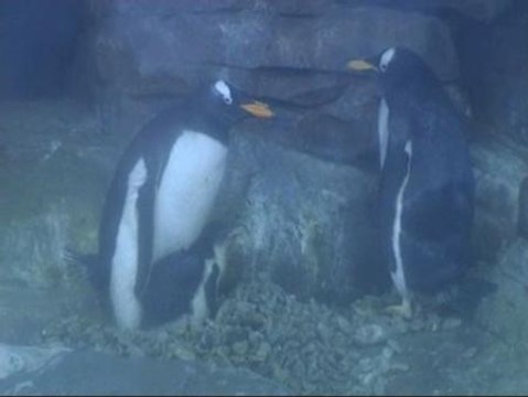 Nacen en el Oceanográfico cuatro pingüinos de Papúa y cinco leones marinos
