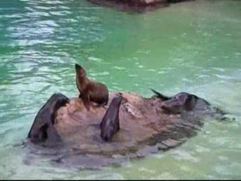Nacen dos leones marinos en un zoo de Alemania