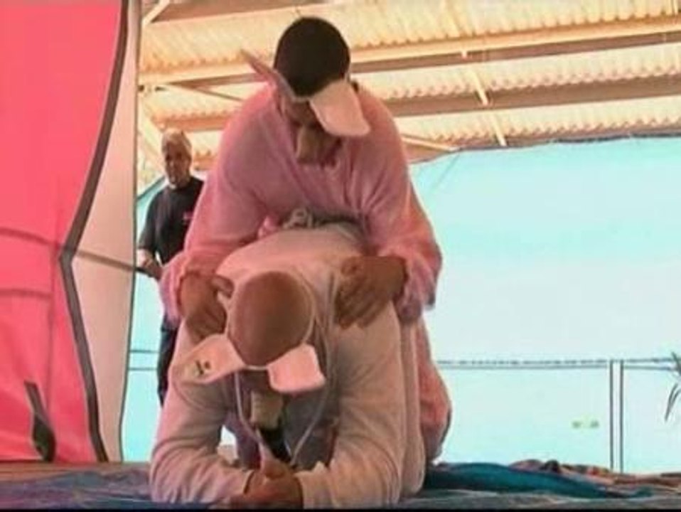 Ser un cerdo causa sensación en Francia