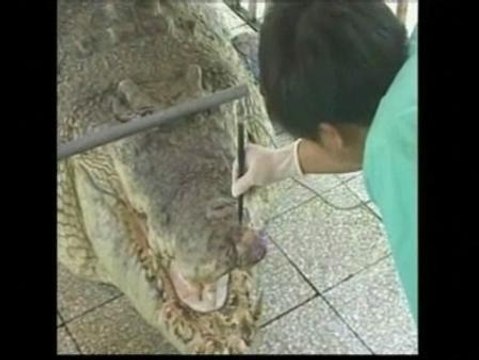 Un veterinario taiwanés opera a un cocodrilo de un tumor en el labio