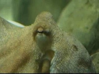 El Zoo de Madrid quiere traerse al pulpo Paul