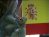 El pulpo Pepe vaticina una victoria española en la Final del Mundial de Sudáfrica