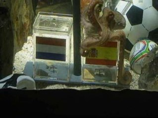 El Pulpo Paul no tiene dudas: España será campeona