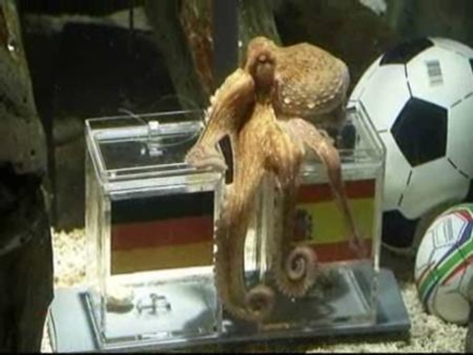 El pulpo Paul vaticina que España ganará a Alemania