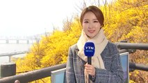 [날씨] 구름 많고 쌀쌀한 휴일...응봉산 개나리 활짝 / YTN