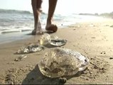 Las medusas invaden Salou