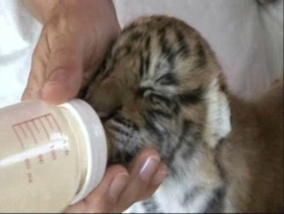 Nacen dos tigres de bengala en el Circo Americano instalado en Pamplona