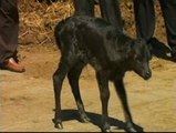 Presentan en Palencia el primer toro bravo clonado en España