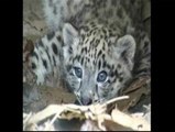 Nace un leopardo de las nieves