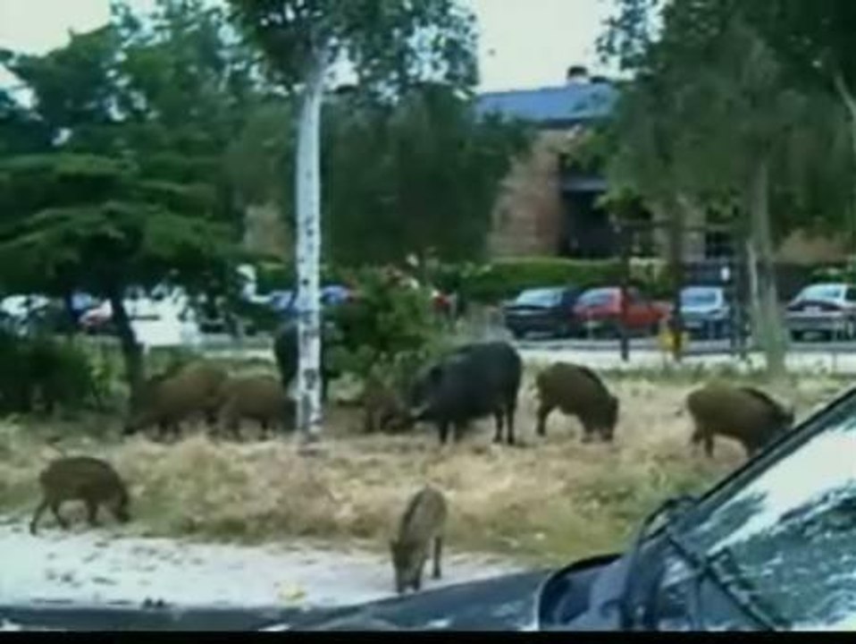 Un jabalí pasea por las calles de Pedralbes