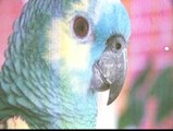 Hasta 1000 euros de recompensa por Paco, un papagayo que se ha escapado