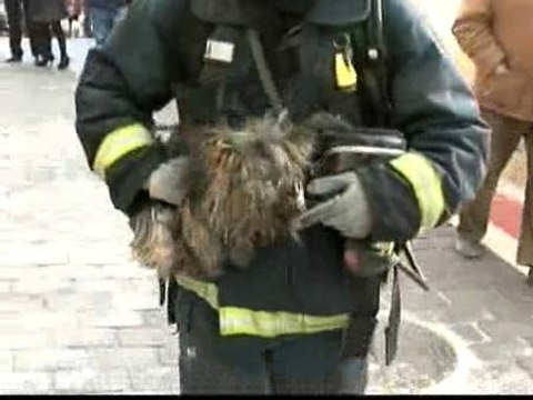 Un perro salva a sus dueños de morir en el incendio de su casa