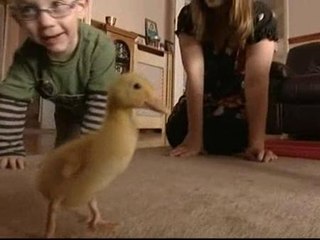 Un pato, la mejor rehabilitación