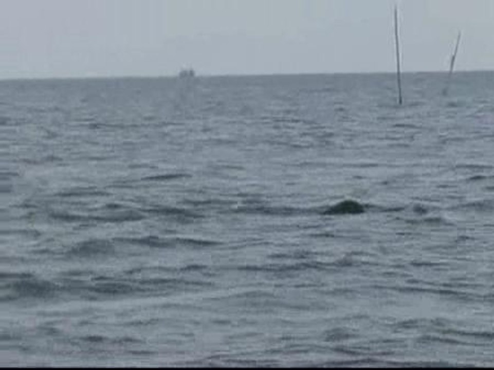 Ballenas, atractivo de turistas