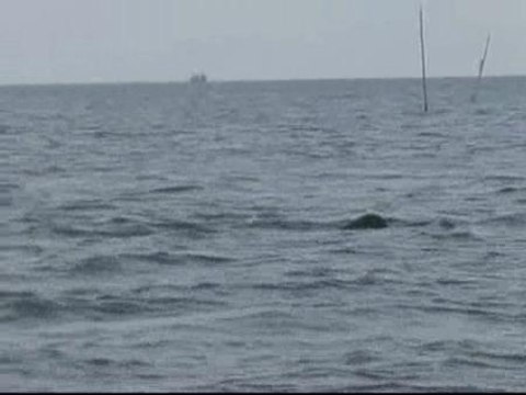 Ballenas, atractivo de turistas