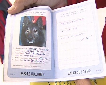 Los perros buscarán cuerpos en Haití