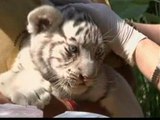 Un zoo chileno presenta sus 5 cachorros de tigre albino