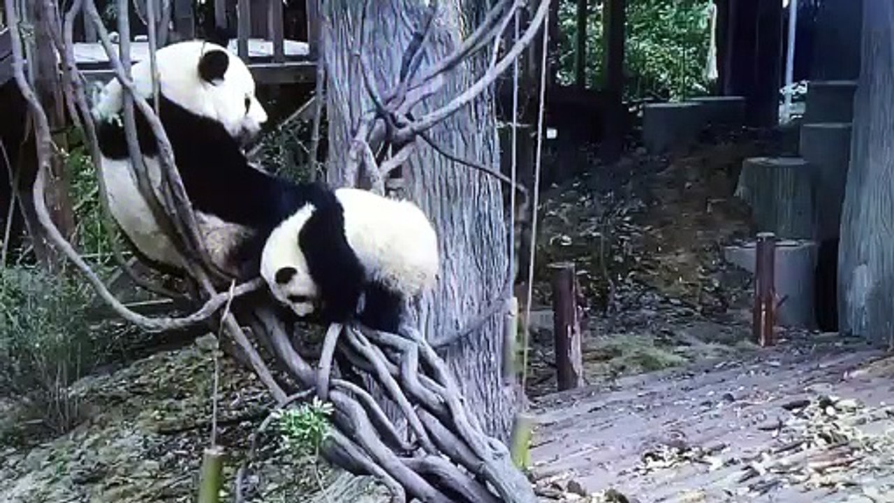Panda cute fighting