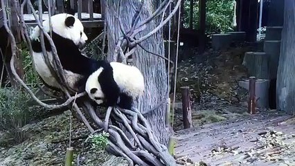 Panda cute fighting