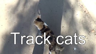 track cat