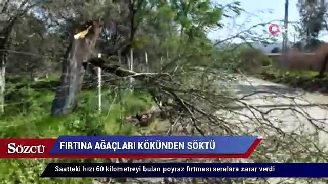 Fırtına ağaçları kökünden söktü, seralara zarar verdi
