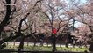 Cherry blossom or ‘sakura’ reaches peak in Japan