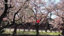 Cherry blossom or ‘sakura’ reaches peak in Japan