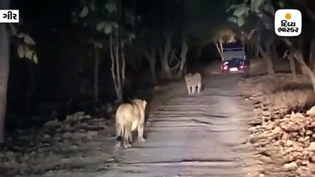 ગીરના જંગલનો રેર વીડિયો, બે સિંહ એકબીજાને ગળે મળ્યા,