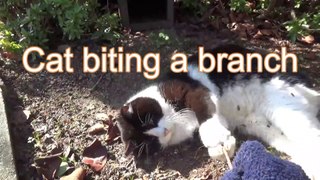 cat biting a branch