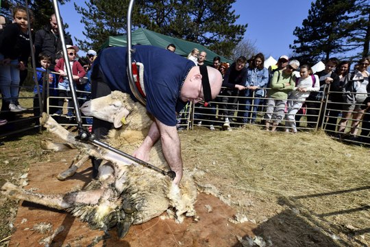 Après la transhumance, la tonte des moutons au plateau de Malzéville