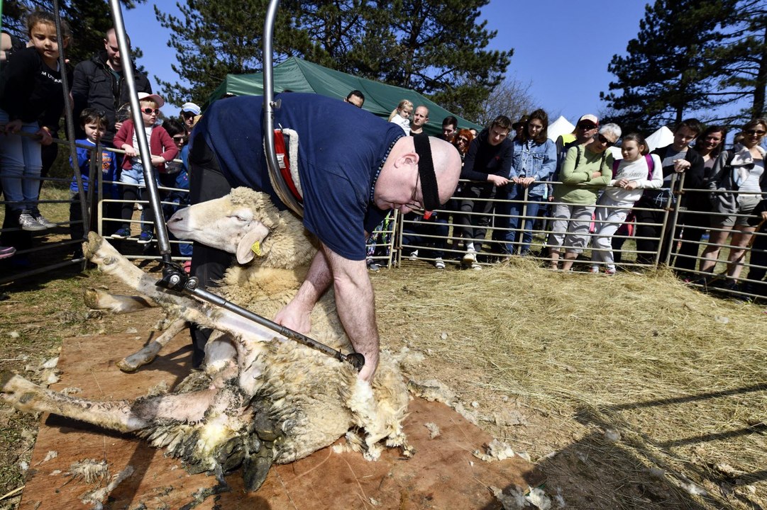 Après la transhumance, la tonte des moutons au plateau de Malzéville