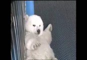 Un zoológico chino presenta a sus nuevos inquilinos, dos cachorros de oso polar