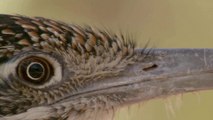 Chẹo Đất - Loài Chim Chạy Nhanh Nhất & Loài Rắn Đuôi Chuông Kịch Độc