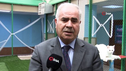 Van kedilerinin kalitesi her yıl artıyor