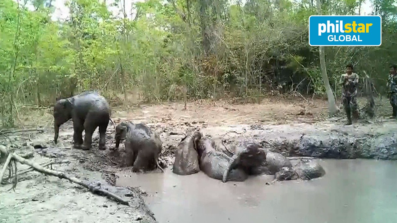 Stranded baby elephants rescued by Thai rangers