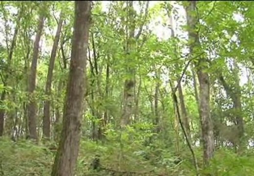 Incendios, talas y abandono, amenazas para el bosque gallego