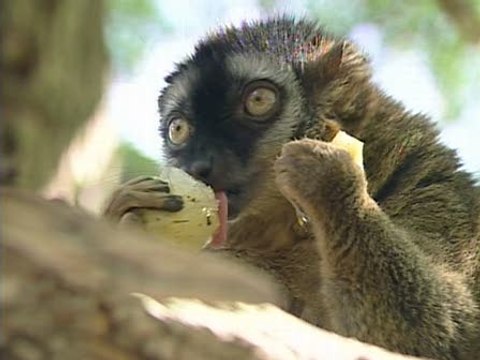 Animales del Bioparc combaten el calor con helados