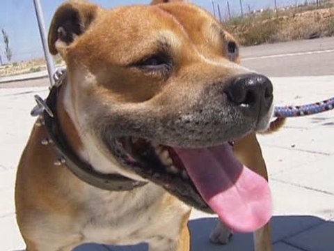 15 perros muertos por envenenamiento en Lleida