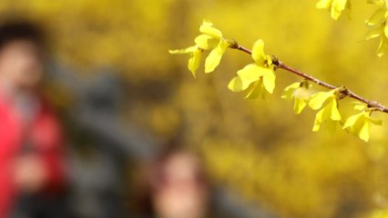 [영상] 노랗게 노랗게 물들었네! / YTN