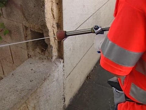 Vecinos hartos de picaduras de pulgas