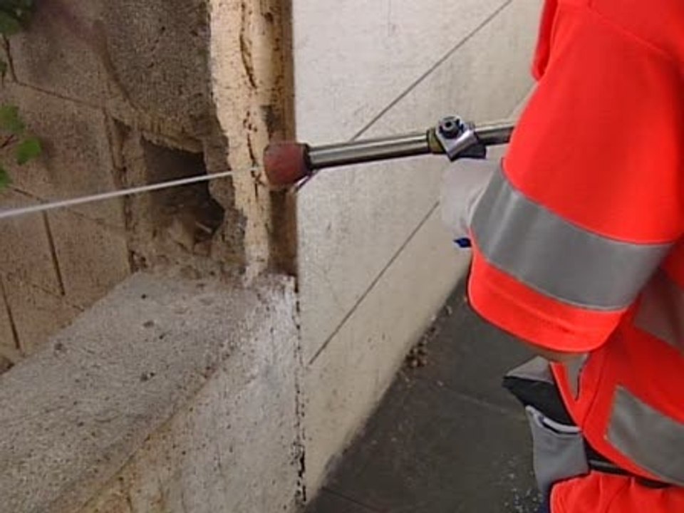 Vecinos hartos de picaduras de pulgas