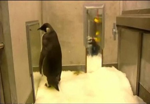 El pingüino de Nueva Zelanda está listo para volver a la Antártida