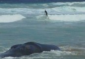 Aparece un cachalote de 12 metros en la playa de Zarautz