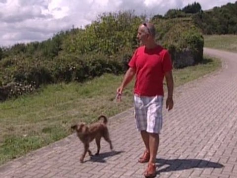 Multa de 901 euros por pasear al perro en la playa