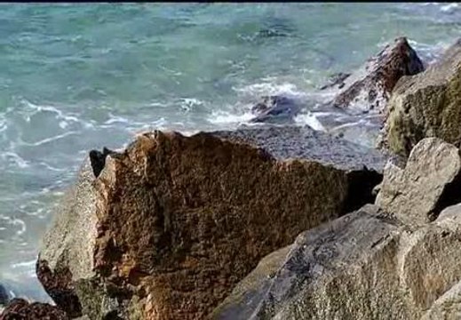 Una alga en las playas del Maresme complica las vacaciones a los turistas