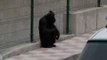 Dos chimpancés huyen de un centro de animales