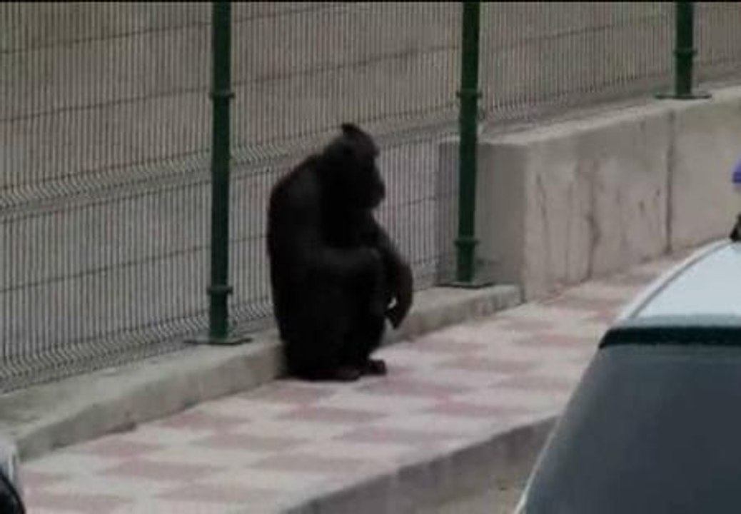 Dos chimpancés huyen de un centro de animales